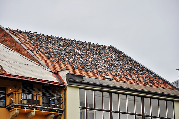 A2B Pest Control are able to install spikes to deter birds from roofs in Rotherham. 