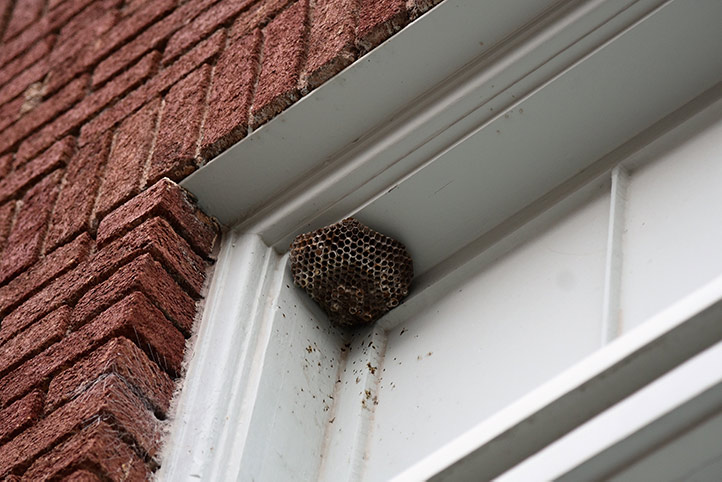 We provide a wasp nest removal service for domestic and commercial properties in Rotherham.